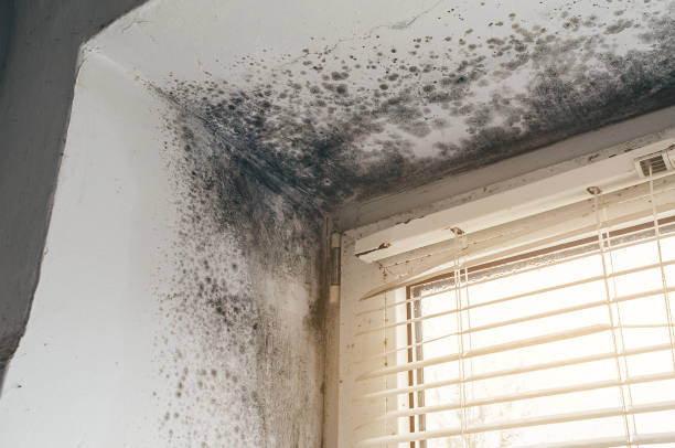Affordable Mold Cleanup solutions in Shirleysburg, PA