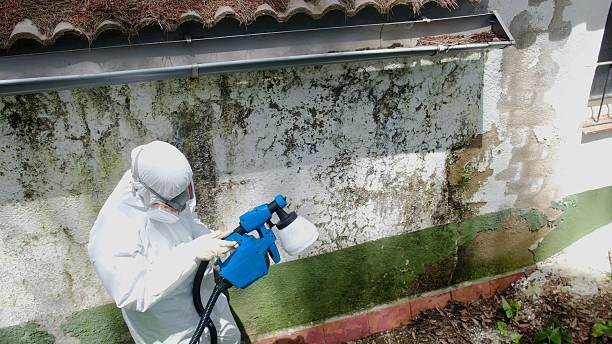 Top rated local Mold Cleanup specialists in Shirleysburg, PA